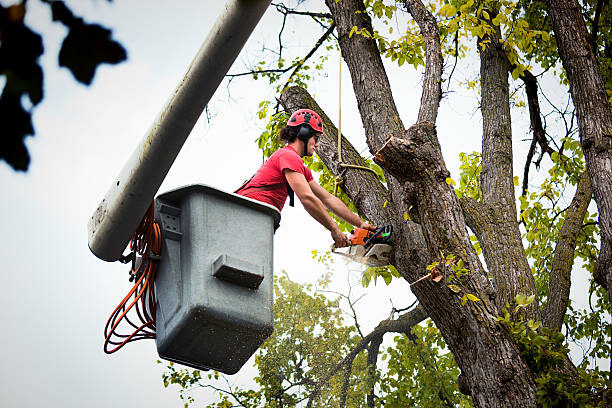 Best Professional Tree Care  in USA